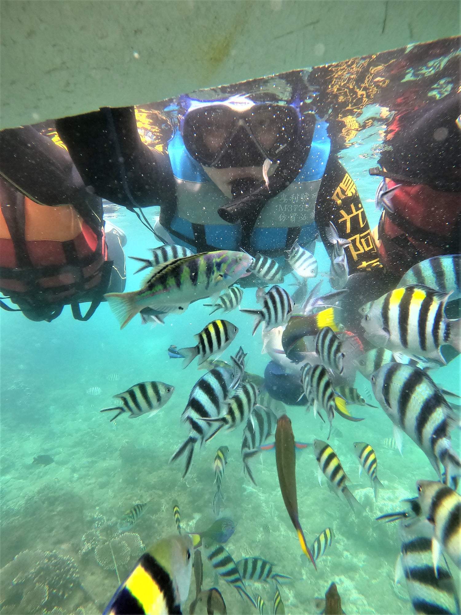 澎湖旅遊-專業浮潛